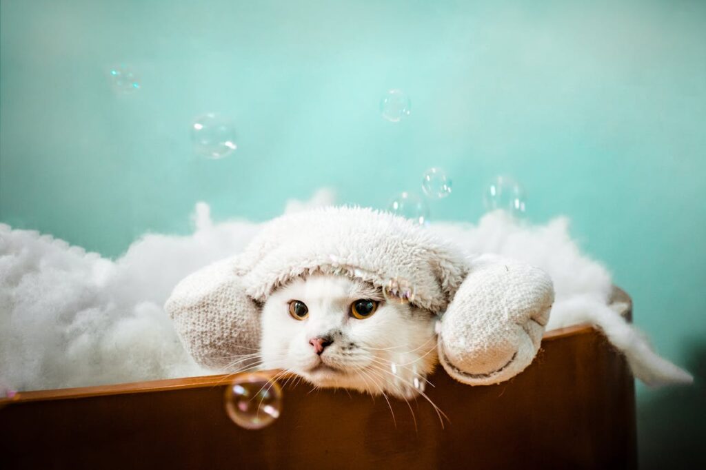 Best Cat Shampoos for Sensitive Skin