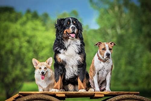 PET SUPPLEMENTS & NUTRITION LLC Dog Bone Health Supplement - Dogs Total Health Control - Immune Support - Hair Skin Nails Oral Eye Health Formula - quercetin Powder for Dogs - 2 Bottles (120 Treats)