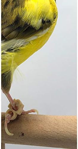 Fit Fly Slip Claw Treatment Rings Bracelets Birds Canary Finch Tropical Birds