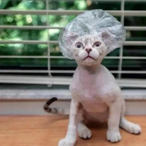 Cat Shower Caps for Cats and Small Pets 12 pcs; Ear Infection Prevention, Ears Drops, Cats, Bath, Rain, Water