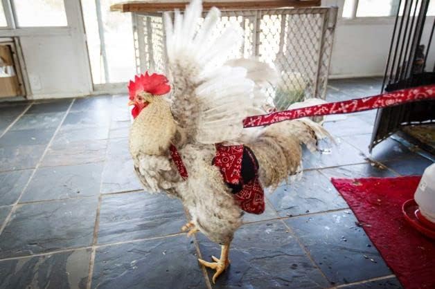 Hen Holster Premium Starter Kit - Bird Diaper, Wrap Around for Hens, Roosters, Ducks - Leak-Proof, Comfortable Bird Harness with Sewn-in Liner, Secure Hook & Loop Closure - XL, Red Bandana