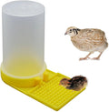 Baby Bird Button Quail Yellow Water Feeder