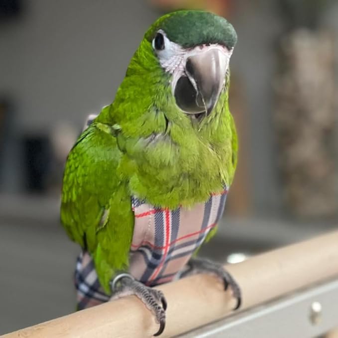 Avian Fashions FeatherWear FlightSuit Large(6) Bird Diaper in BirBerry