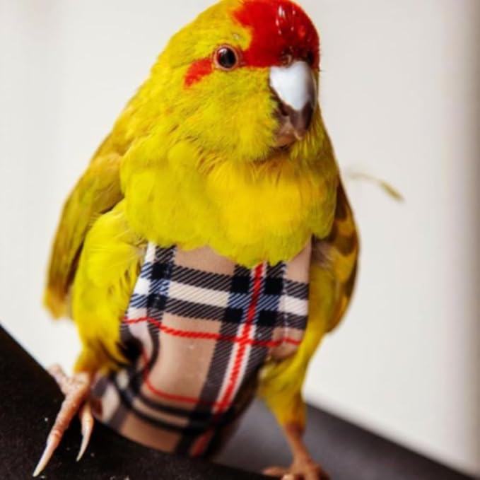 Avian Fashions FeatherWear FlightSuit JrSmall(3) Bird Diaper in BirBerry