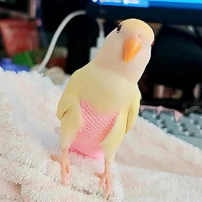 5 Pcs Summer Holey Style Bird Diaper Parrot Nappy Reusable Flight Suit with Waterproof Inner for Parakeet Cockatiel Macaw Budgie Lovebird Conure (L)