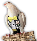 Bev's Bird Boutique Regular Flyper Adjustable Bird Diaper | Reusable, Washable Cloth | Comfort Fit for Parrot, Cockatiels, & Other Small Birds | Fashionable Avian Accessories, Retro Tux, Size 5