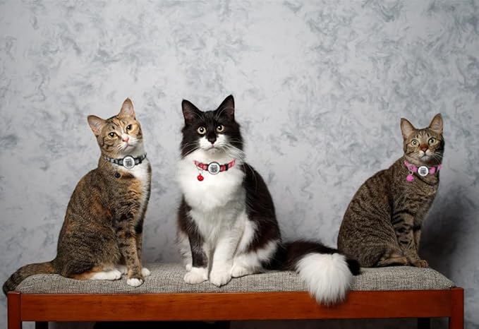 Reflective Cat Collar with QR Code Name Tag,Breakaway Cat Collars with Pet Id Tag and Bells,Scan QR Receive Instant Pet Location Alert Email 2pack (Pink&Black)