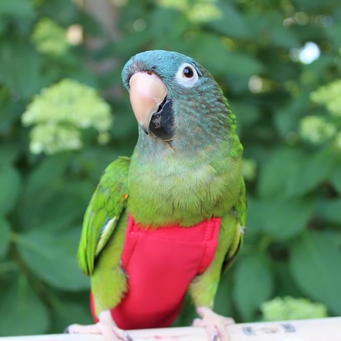 Avian Fashions FeatherWear FlightSuit Wide Plus(8) Bird Diaper in Red