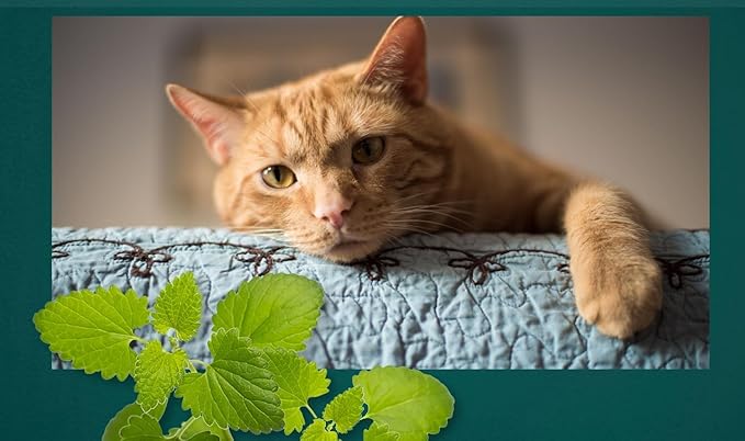 Catnip Seeds for Planting, 4400+ Herb, Indoor or Outdoor Growing, Heirloom, Non-GMO, Cats Love Catnip Leaves. (Catnip Seeds, 2 X 1500mg)
