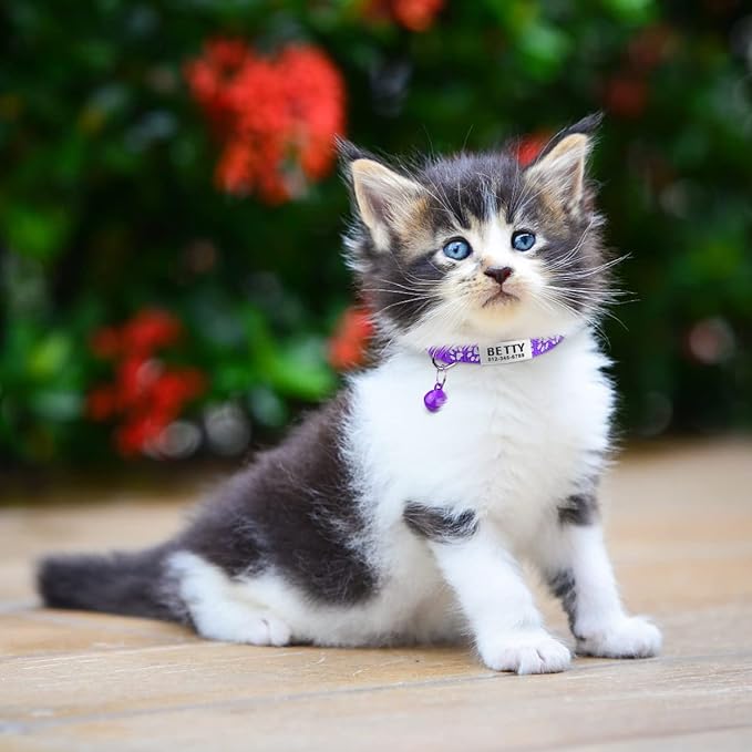 TagME 2 Pack Cat Collar with Name Tag, Personalized Reflective Cat Collar Breakaway with Bell for Boy & Girl Kitten, Purple