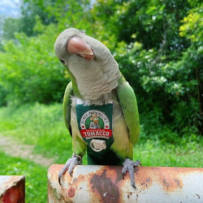 PARREN Bird Clothes Parrot diapers bird flight suits, reusable waterproof diapers pet bird supplies (XL), Green