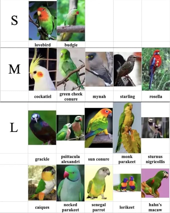 Bird Diaper Harness Flight Suit Clothes with Flying Leash for Parrots Cockatiel Pet Birds, Parrot Clothes, Bird Training Nappy Suit Liners Clothes (L, Silver)