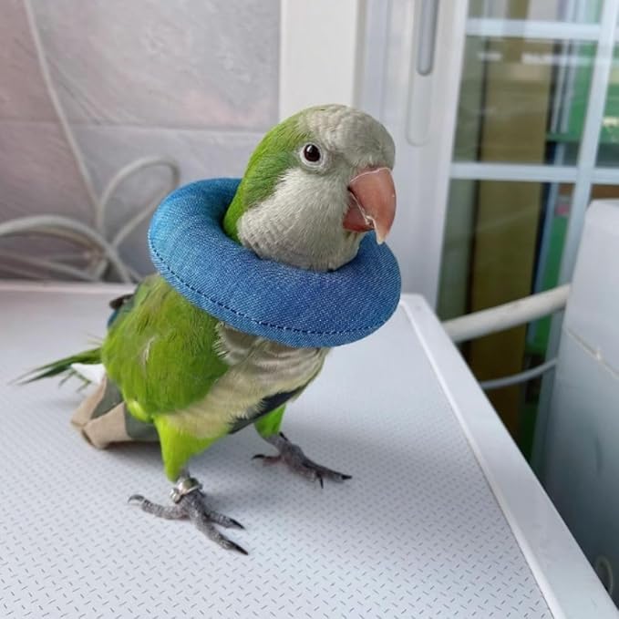 Parrot Neck Collar Pet Anti-bite Picking Feather Healing Protective Neck Cover Collar for Birds Conures Cockatiels Lovebirds Budgies Cockatoos African Grey Random Color (XS)