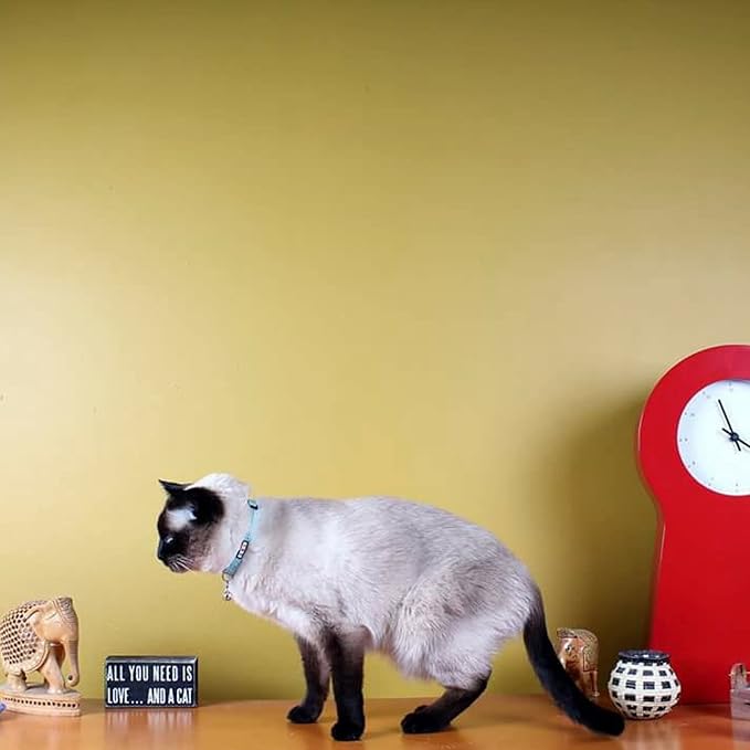 Pawtitas Reflective Red Cat Collar with Safety Buckle and Removable Bell for Kitten and Cats