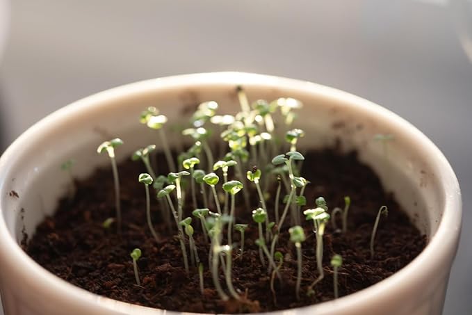 Catnip Seeds for Planting, 13200+ Heirloom, Non-GMO, (Catnip Seeds, 9000mg)