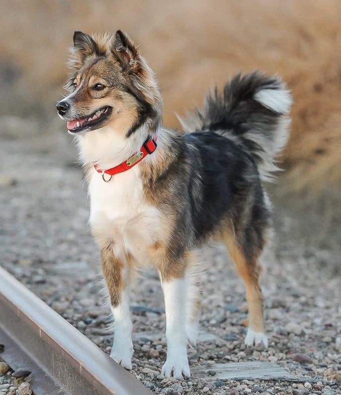 LuckyPet Rivet-On Pet ID Tag - Personalized, Silent and Customized - Suitable for Cats and Dogs - Heavy-Duty Pet Identification - Engraved Tags - Large, Polished Brass