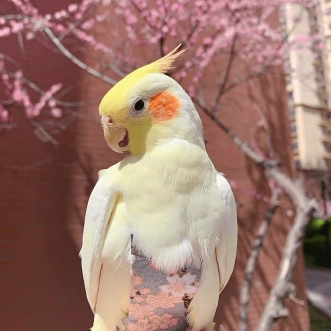 Bird Flight Suits Diapers, Parrot Diapers for Monk Parakeets, Cockatiels, Parrot Clothes Costume, Bird Training Nappy Suit Liners Clothes (Medium,Pink)