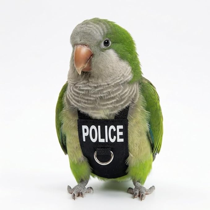Bird Diaper Flight Suit, Cute Cosplay Parrot Clothes, Easy-to-Wear Washable Nappy, Durable Metal Ring Harness for Cockatiel, Conure, African Grey, Parakeet Outdoor Flying (Without Leash,L)