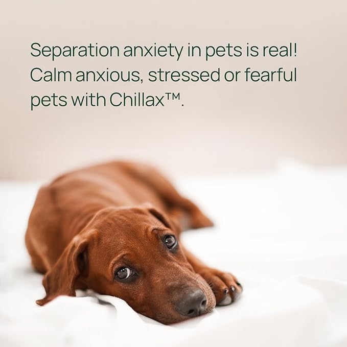 pawTree Chillax - Natural Calming Hemp Chews for Dogs and Cats - Formula to Relieve Stress and Tension; Ease Travel, Separation Anxiety and Soothe Fear - Small Soft Chews (60 Count)