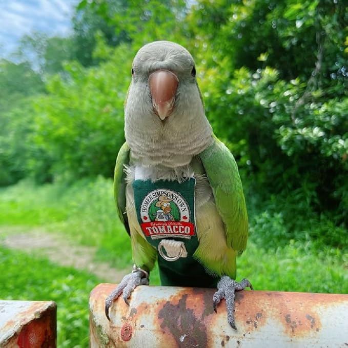 Bird Clothes Parrot Diapers Bird Flight Suits, Reusable Waterproof Diapers pet Bird Supplies (L)