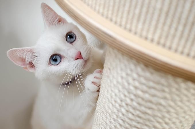 Sisal Rope for Cat Scratching Post Tree Tower Replacement for Repairing Recovering or DIY Scratcher (Natur, 8mm 100ft)