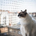Cat Netting Balcony 10 * 20ft Pet Mesh Fence for Balcony Black Nylon Balcony Netting for Pets Anti-Fall Cat Net for Balcony and Windows
