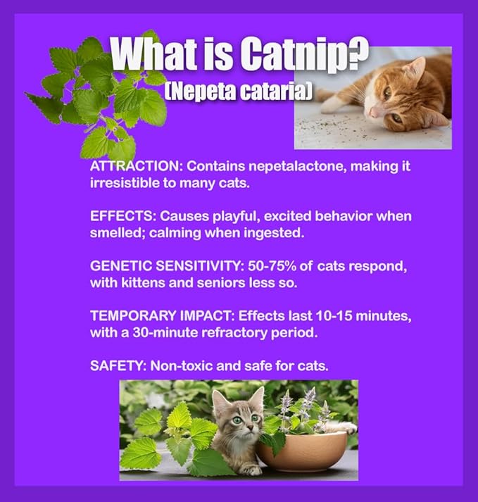 Catnip Seeds - Nepeta cataria for Planting, 2200+ Herb Seeds, Indoor or Outdoor Growing, Heirloom, Non-GMO, Cats Love Catnip Leaves. (Catnip Seeds, 1500mg)