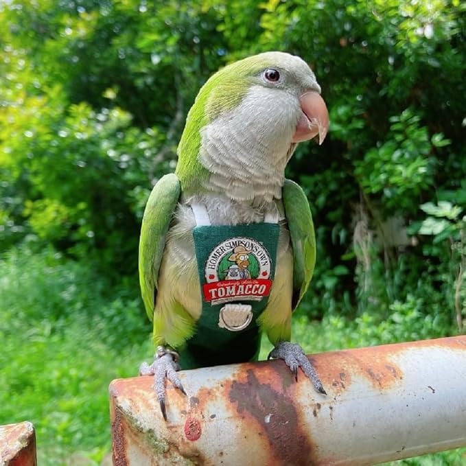 PARREN Bird Clothes Parrot diapers bird flight suits, reusable waterproof diapers pet bird supplies (XL), Green