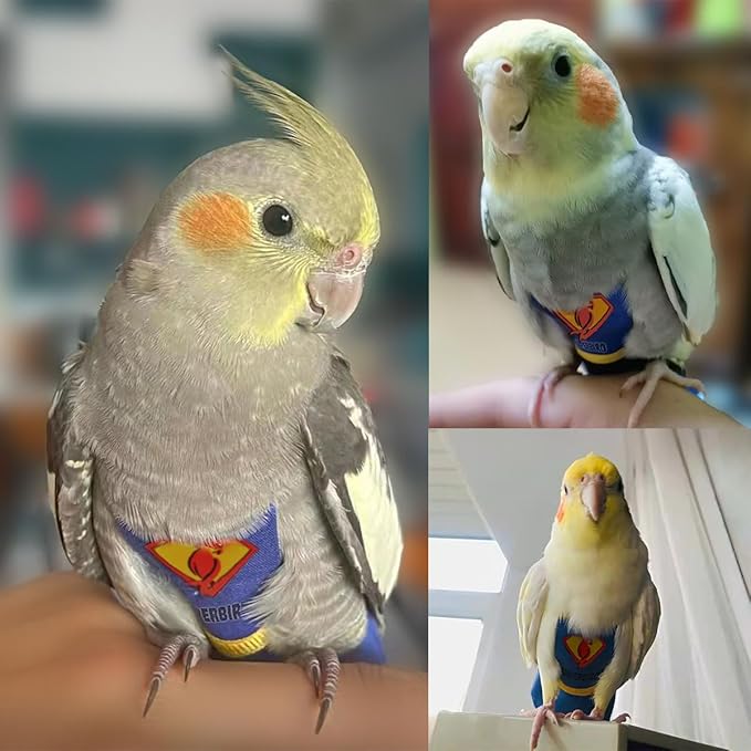 Parrot Flight Suit Diaper (Without Leash) - Reusable Bird Diaper for Budgies, Lovebirds, Cockatiels, and More - Fabric Bird Suit (Blue Superman-S)