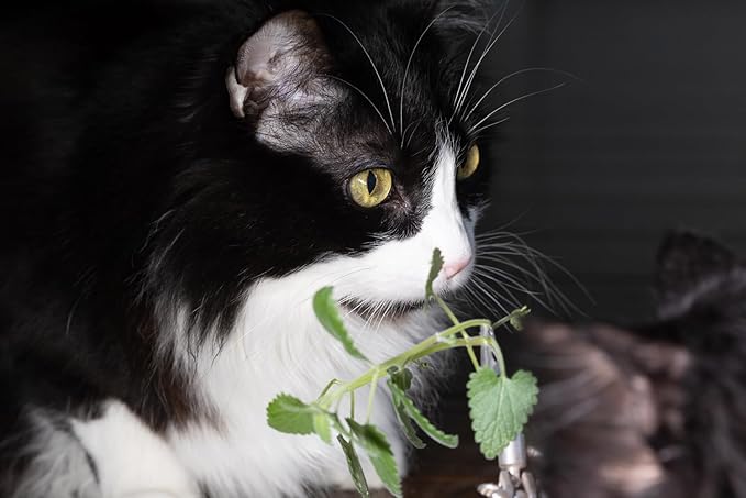 Catnip Seeds for Planting, 13200+ Heirloom, Non-GMO, (Catnip Seeds, 9000mg)