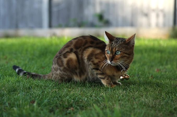 Beau's Bells 2 Extra Loud Cat & Dog Bells | Pet Tracker | Save Birds & Wildlife | Luxury Handmade Copper (Small)