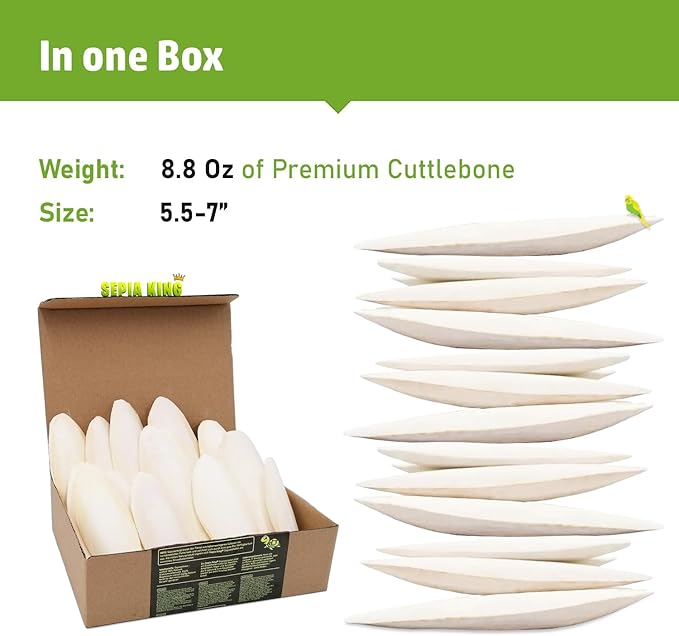 Sepia King - Large - 100% Natural Calcium Supplement - Premium Cuttlebone perfect for Birds, Tortoises, Snails, Reptiles - 5.5 to 7 inch