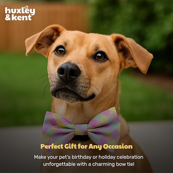 Huxley & Kent Pet Bow Tie for Dogs & Cats - Spring Theme Adjustable Hook & Loop Collar Accessory - Cute & Comfortable for Holidays & Celebrations - Lavender Lemon, Small