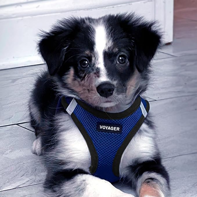 Best Pet Supplies Voyager Step-in Air Harness - All Weather Mesh, Reflective, No Pull Harness for Dogs, Cats - Secure with Hook & Loop Fastener, Buckle, Double D-Rings - Royal Blue/Black Trim, S