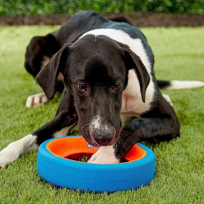 Chuckit! Fetch Wheel Outdoor Dog Toy, Small, For Small Breeds