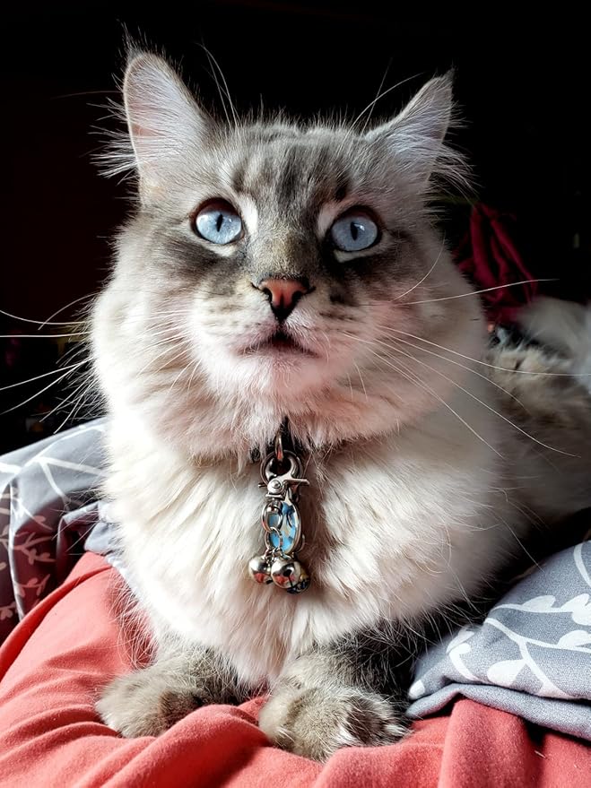 EXPAWLORER Cat Bell 2 Pack - Cat Collar Accessories Bells Loud with Claw Buckle, Pet Jingle Charm Ornament Training Pendant Jewelry, Tracker for Saving Birds, Neck Decoration for Dogs Kitten, Silver