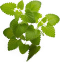 Catnip Seeds for Planting, 13200+ Heirloom, Non-GMO, (Catnip Seeds, 9000mg)