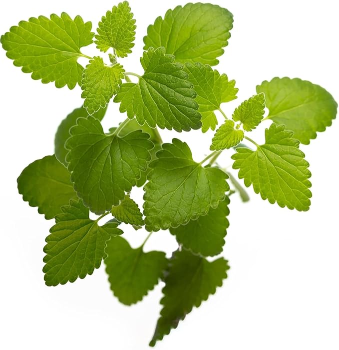 Catnip Seeds for Planting, 13200+ Heirloom, Non-GMO, (Catnip Seeds, 9000mg)