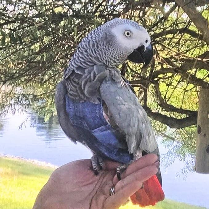 Avian Fashions FeatherWear FlightSuit Jumbo(13) Bird Diaper in Denim Print