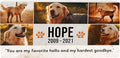 Personalized Pet Memorial with Keepsake Photo on Limestone - Headstones, Garden Stones, and Grave Markers for Dogs - Dog Memorial Stone, Pet Memorial Gifts - 12”x 6”x1.25" C (B. Hope Design)