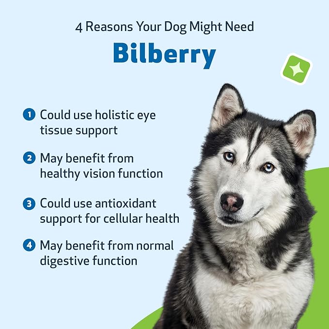 Pet Wellbeing Bilberry for Dogs - Eye & Vision Support with Antioxidants, Capillary Health, Retinal Support - NASC Certified & Vet-Formulated - 2 oz Liquid