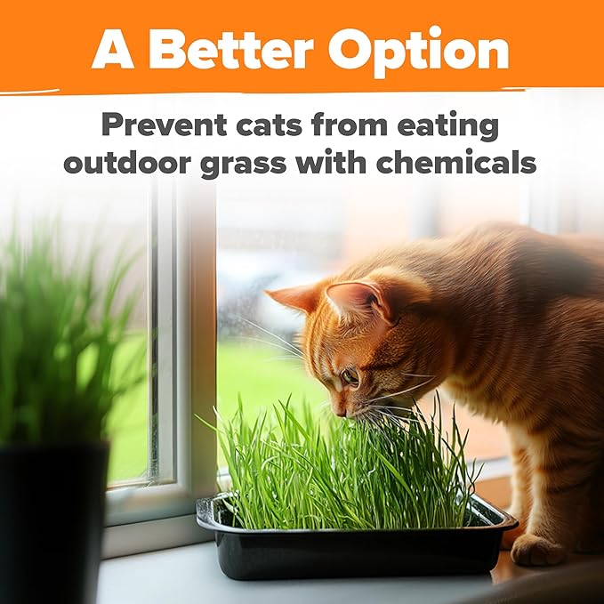 HOME GROWN Organic Cat-Grass Seed Mix (Oat & Barley) – 4 oz – Easy Indoor Planter