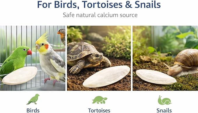 Birds LOVE 5.5-6″ Cuttlebones for Birds – 100% Natural Sun-Dried Calcium & Beak Conditioning Supplement for Parakeets, Budgies, Cockatiels, Finches & Canaries – 3 Pack with Holder – Made in Vietnam