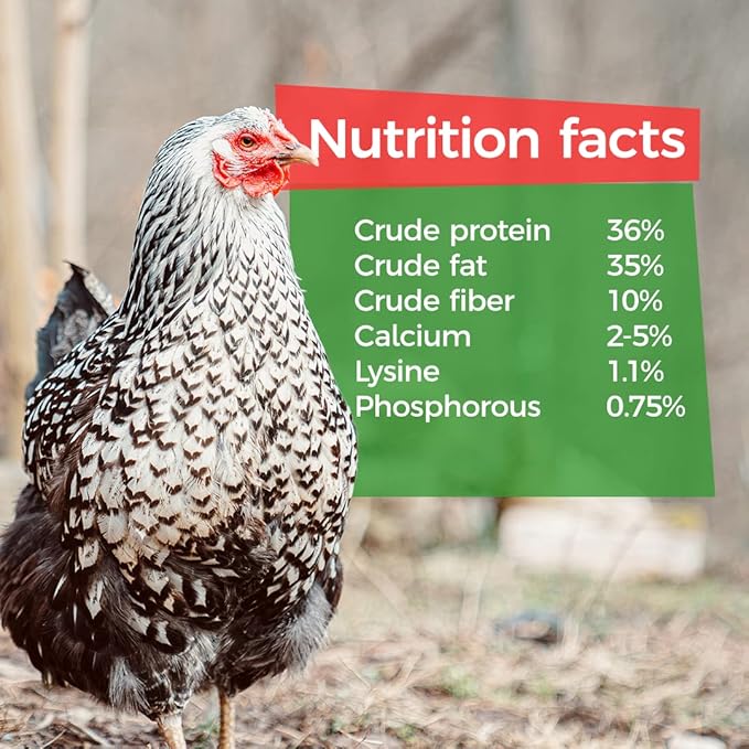 GrubTerra Black Soldier Fly Larvae for Chickens – Dried BSFL Poultry Treat, High Protein Calcium Feed Supplement for Laying Hens, Backyard Chickens, Sourced from Mexico, Not from China - 1LB