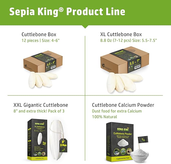Sepia King - Large - 100% Natural Calcium Supplement - Premium Cuttlebone perfect for Birds, Tortoises, Snails, Reptiles - 5.5 to 7 inch