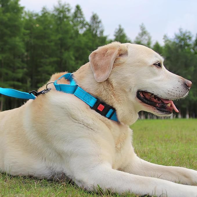 Joytale Martingale Collar for Dogs, Reflective Heavy Duty for Safety, Quick Release Buckle, Adjustable Nylon Collars for Medium Dogs Walking Training, Sky Blue,M