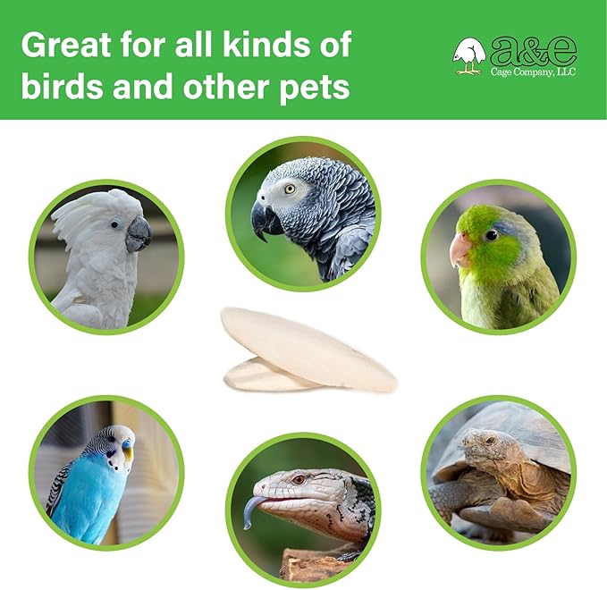 A&E Cage Company Captain Cuttlebone 5" Natural Cuttlebone for Birds – Single Blister Pack Calcium Supplement – Beak Conditioning Mineral for Parakeets, Budgies, Finches, Canaries & Lovebirds