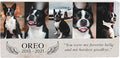 Custom Dog Memorial Stone, Personalized Pet Headstones for Dogs, Outdoor Pet Grave Markers with Photo Print and Text, Loss of Pet Sympathy Gift, 12”x6”x1.25" Pet Grave Stone (B. Oreo Design)