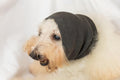 Dog Hematoma Ear Wrap,Pet Ear Head Wrap Anxiety Relief – Noise Canceling for Fireworks, Thunderstorms, Pet Grooming & Force Drying(Grey M).