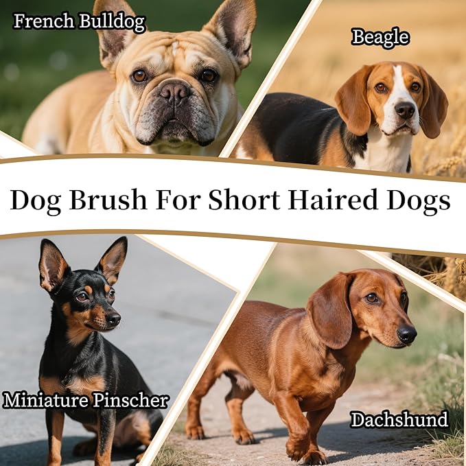 Soft Boar Bristle Dog Brush for Short Haired, Gentle Deshedding & Grooming Tool, Ideal Pet Hair Brush, Puppy Essentials for Grooming and Shedding, Small
